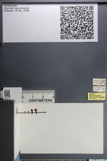 Media type: image;   Entomology 571643